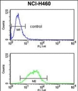 Invitrogen MAG Polyclonal Antibody 400 &mu;L; Unconjugated:Antibodies,