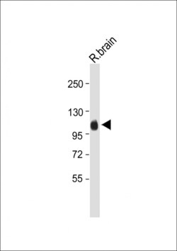 Invitrogen MAG Polyclonal Antibody 400 &mu;L; Unconjugated:Antibodies,