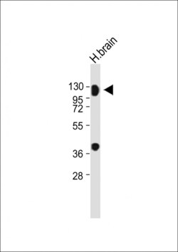Invitrogen MAG Polyclonal Antibody 400 &mu;L; Unconjugated:Antibodies,