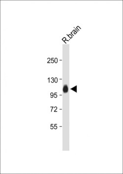 Invitrogen MAG Polyclonal Antibody 400 &mu;L; Unconjugated:Antibodies,