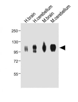 Invitrogen MAG Polyclonal Antibody 400 &mu;L; Unconjugated:Antibodies,
