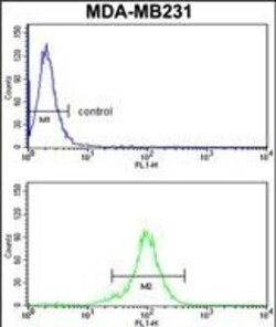 Invitrogen RPGRIP1 Polyclonal Antibody 400 &mu;L | Buy Online | Invitrogen&trade; | Fisher Scientific