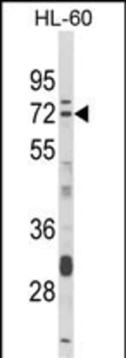 Invitrogen DTX4 Polyclonal Antibody 400 &mu;L; Unconjugated:Antibodies,