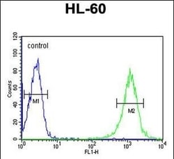 Invitrogen B4GALT1 Polyclonal Antibody 400 &mu;L; Unconjugated:Antibodies,