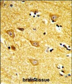 Invitrogen INPP4B Polyclonal Antibody 400 &mu;L; Unconjugated:Antibodies,