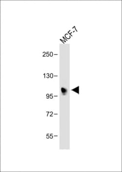 Invitrogen INPP4B Polyclonal Antibody 400 &mu;L; Unconjugated:Antibodies,