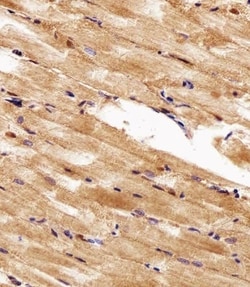 Invitrogen HSP90 alpha Polyclonal Antibody 400 &mu;L; Unconjugated:Antibodies,