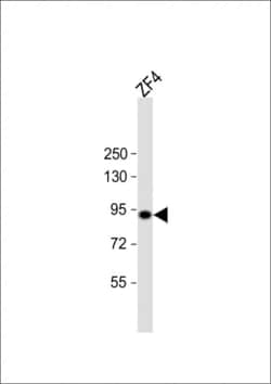 Invitrogen HSP90 alpha Polyclonal Antibody 400 &mu;L; Unconjugated:Antibodies,