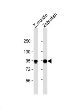 Invitrogen HSP90 alpha Polyclonal Antibody 400 &mu;L; Unconjugated:Antibodies,