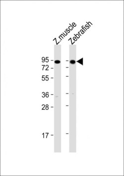 Invitrogen HSP90 alpha Polyclonal Antibody 400 &mu;L; Unconjugated:Antibodies,