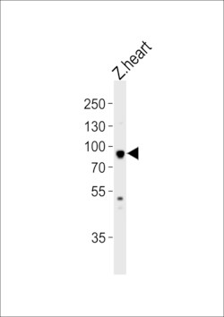 Invitrogen HSP90 alpha Polyclonal Antibody 400 &mu;L; Unconjugated:Antibodies,