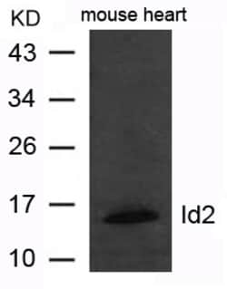 Invitrogen ID2 Polyclonal Antibody 100 &mu;L | Buy Online | Invitrogen&trade; | Fisher Scientific