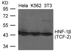 Invitrogen TCF2 Polyclonal Antibody 100 &mu;L; Unconjugated:Antibodies,