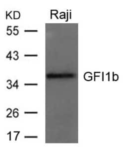 Invitrogen GFI1B Polyclonal Antibody 100 &mu;L | Buy Online | Invitrogen&trade; | Fisher Scientific