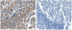 Invitrogen NFKBID Polyclonal Antibody 100 &mu;L; Unconjugated:Antibodies,