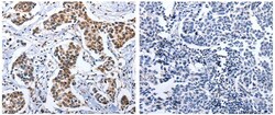 Invitrogen DOK3 Polyclonal Antibody 100 &mu;L; Unconjugated:Antibodies,