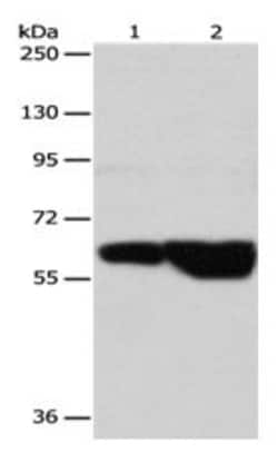 Invitrogen GRK4 Polyclonal Antibody 100 &mu;L; Unconjugated:Anticuerpos