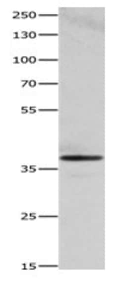 Invitrogen Heme oxygenase 2 Polyclonal Antibody 100 &mu;L; Unconjugated:Antibodies,