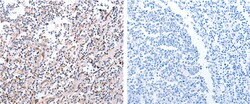 Invitrogen PDCD10 Polyclonal Antibody 100 &mu;L; Unconjugated:Antibodies,