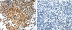 Invitrogen PRCP Polyclonal Antibody 100 &mu;L; Unconjugated:Antibodies,