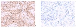 Invitrogen MCMBP Polyclonal Antibody 100 &mu;L; Unconjugated:Antibodies,