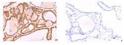 Invitrogen MCMBP Polyclonal Antibody 100 &mu;L; Unconjugated:Antibodies,