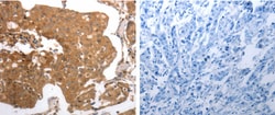 Invitrogen MMP27 Polyclonal Antibody 100 &mu;L; Unconjugated:Antibodies,