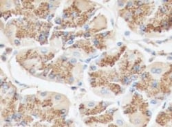 Invitrogen PGA3 Polyclonal Antibody 100 &mu;L; Unconjugated:Antibodies,