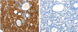 Invitrogen SCTR Polyclonal Antibody 100 &mu;L; Unconjugated:Antibodies,