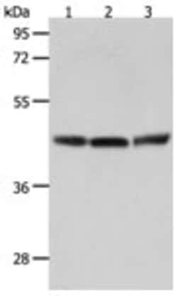 Invitrogen RXFP4 Polyclonal Antibody 100 &mu;L | Buy Online | Invitrogen&trade; | Fisher Scientific