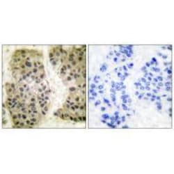 Invitrogen GANP Polyclonal Antibody 100 &mu;L; Unconjugated:Antibodies,