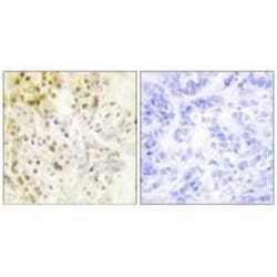Invitrogen Cyclin L1 Polyclonal Antibody 100 &mu;L; Unconjugated:Antibodies,