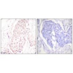Invitrogen SENP8 Polyclonal Antibody 100 &mu;L; Unconjugated:Antibodies,