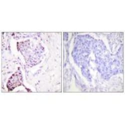 Invitrogen UBA52 Polyclonal Antibody 100 &mu;L; Unconjugated:Antibodies,