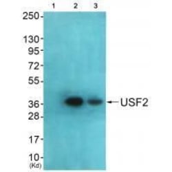 Invitrogen USF2 Polyclonal Antibody 100 &mu;L | Buy Online | Invitrogen&trade; | Fisher Scientific
