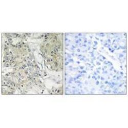 Invitrogen ANO9 Polyclonal Antibody 100 &mu;L; Unconjugated:Antibodies,