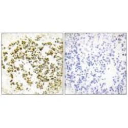 Invitrogen MSC Polyclonal Antibody 100 &mu;L; Unconjugated:Antibodies,