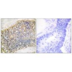 Invitrogen APRIL Polyclonal Antibody 100 &mu;L; Unconjugated:Antibodies,