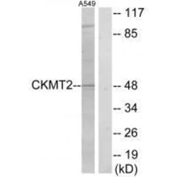 Invitrogen CKMT2 Polyclonal Antibody 100 &mu;L; Unconjugated:Antibodies,