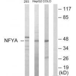 Invitrogen NFYA Polyclonal Antibody 100 &mu;L | Buy Online | Invitrogen&trade; | Fisher Scientific