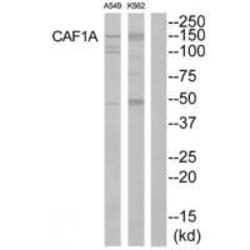Invitrogen CAF1 p150 Polyclonal Antibody 100 &mu;L | Buy Online | Invitrogen&trade; | Fisher Scientific