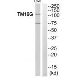 Invitrogen ANO7 Polyclonal Antibody 100 &mu;L; Unconjugated:Antibodies,
