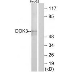 Invitrogen DOK3 Polyclonal Antibody 100 &mu;L; Unconjugated:Antibodies,
