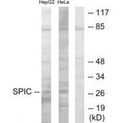 Invitrogen SPIC Polyclonal Antibody 100 &mu;L; Unconjugated:Antibodies,