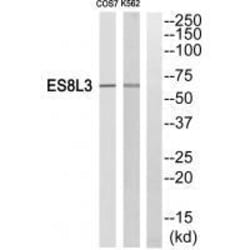 Invitrogen EPS8L3 Polyclonal Antibody 100 &mu;L | Buy Online | Invitrogen&trade; | Fisher Scientific