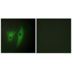 Invitrogen DUSP19 Polyclonal Antibody 100 &mu;L; Unconjugated:Antibodies,