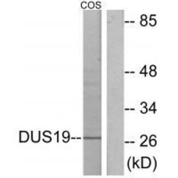 Invitrogen DUSP19 Polyclonal Antibody 100 &mu;L; Unconjugated:Antibodies,