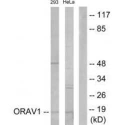 Invitrogen ORAOV1 Polyclonal Antibody 100 &mu;L; Unconjugated:Antibodies,