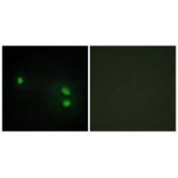 Invitrogen HIST1H2BH Polyclonal Antibody 100 &mu;L; Unconjugated:Antibodies,