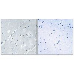 Invitrogen HIST1H2BH Polyclonal Antibody 100 &mu;L; Unconjugated:Antibodies,